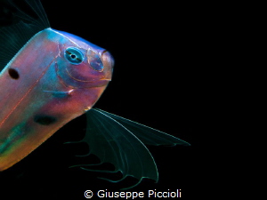The Angel 2/ The Ribbonfish while displaying its changing... by Giuseppe Piccioli 